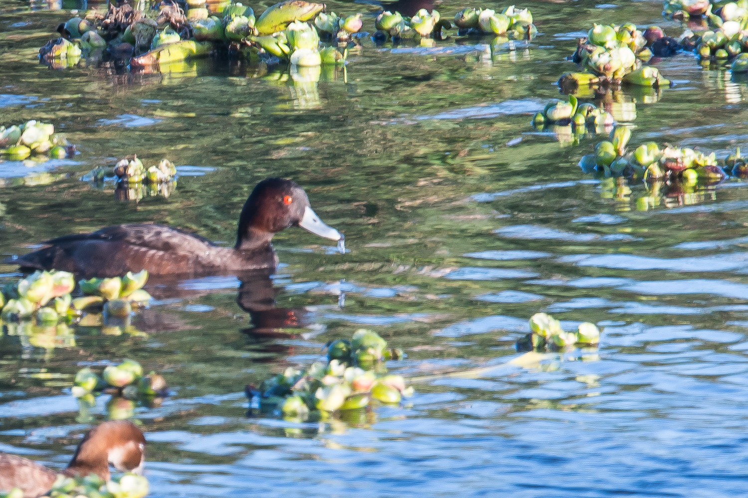 Nette brune mâle en plumage nuptial (Southern pochard, Netta erythrophtalma), Strandfontein sewer works, Western Cape, Afrique du sud.